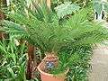 KG Cycas revoluta.jpg