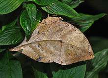 A 'dead leaf' butterfly