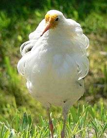  A satellite male seen from the front, showing white underparts and a white ruff