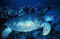 Photo of swimming turtle at twilight