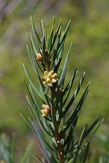 Keteleeria evelyniana.jpg