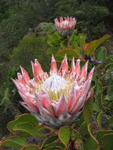 King Protea 01.jpg