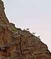 Kirthar park hill and goat.jpg