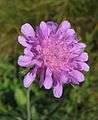 Knautia arvensis-01 (xndr).jpg