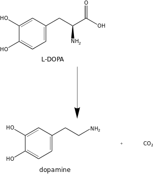 Diagram showing L-DOPA and dopamine molecular structures, with the reaction that connects them.