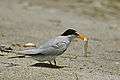 LEAST TERN.jpg