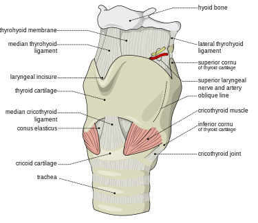 In cricothyrotomy, the incision or puncture is made through the cricothyroid membrane in between the thyroid cartilage and the cricoid cartilage