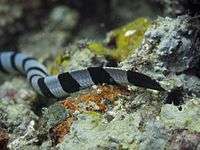 The yellow snout and paddle-like tail of L. colubrina, Zamboanguita, Philippines