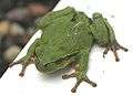 Laubfrosch-wiki.jpg