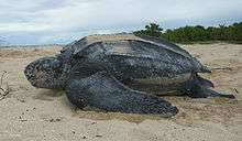 Female, digging in the sand