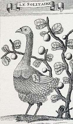 Engraving of a female Rodrigues solitaire in front of a bush