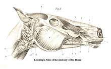 Muscles of the Head