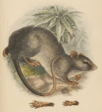 Trefoil-toothed Giant Rat by Adolph Bernhard Meyer