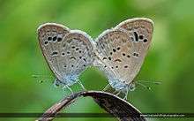 www.indianwildlifephotographer.com, butterfly, nature, Zizina otis, Lesser Grass Blue