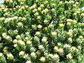 Leucospermum conocarpodendron - Table Mountain 11.JPG