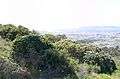 Leucospermum conocarpodendron - Table Mountain 15.JPG