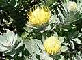 Leucospermum conocarpodendron - Table Mountain 6.JPG