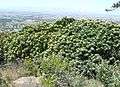 Leucospermum conocarpodendron - Table Mountain 8.JPG