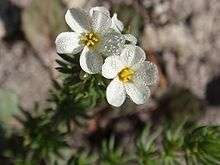 Leptosiphon pachyphyllus in Little Lakes Valley, CA