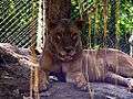 Lion Patna Zoo.JPG