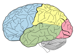 Human brain