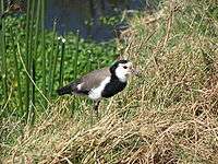 Longtoedlapwing.JPG