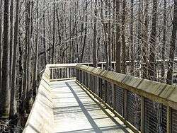 A wooden boardwalk winds through a forest of tall, skinny trees a few inches above swamp water