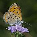 Lycaena alciphron female.jpg