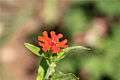 Lychnis chalcedonica - flower view.jpg