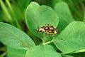 Lygus lineolaris on Trifolium.jpg