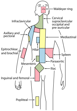 Lymph node regions.svg