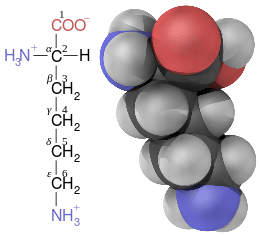 Lysine contains six carbon atoms. The central carbon atom connected to the amino and carboxyl groups is labeled alpha. The four carbon atoms in its linear side-chain are labeled from beta (closest to the central carbon), gamma, delta, through to the epsilon carbon at the end of the chain and furthest from the central carbon.