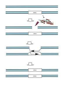 Generalized homing mechanisms for mobile group I introns