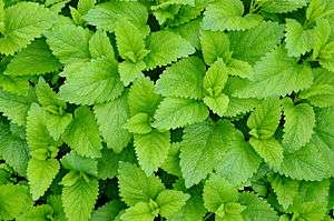 Lemon balm leaves