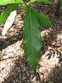 Machilus japonica3.jpg