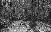 An unpaved path leads to a bridge in a second-growth forest with a thick understory of shrubs.