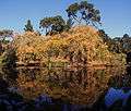 Mallard Lake in Golden Gate Park.jpg