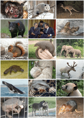 Mammal Diversity 2011.png