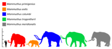 Colored silhouette of a mammoth, relative in size to a human and past and present elephants