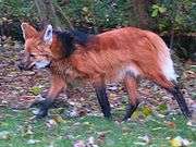 Maned wolf-aguara guazu.jpeg