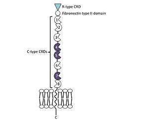 The extracellular portion of the mannose receptor contains an N-terminal cystein-rich domain, a fibronectin type II domain and 8 C-type carbohydrate recogntion domains. This is followed by a transmembrane region and a short cytoplasmic C-terminal tail