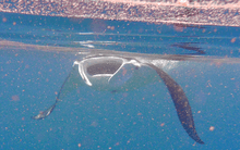 Manta foraging