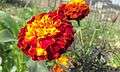 Marigold Flower 'Genda ful'.jpg