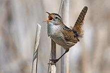 A small, brown and whitish bird perching on reeds and singing