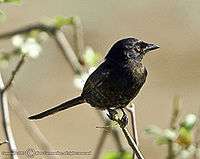 Mats Carnmarker - African Drongo.jpg