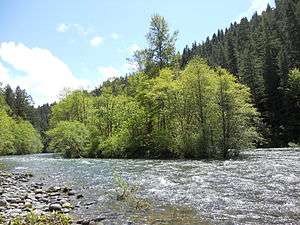 An island of dense, tall cottonwood trees amid the fast-flowing McKenzie