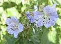 Meadow cranesbill - geograph.org.uk - 1335397.jpg