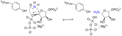 Arrow pushing mechanism for the reaction catalyzed by ATase.