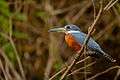 Megaceryle torquata-Ringed Kingfisher.jpg