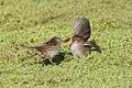 Megalurus gramineus adult feeding juvenile - Gould's Lagoon.jpg